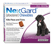 NexGard for Dogs